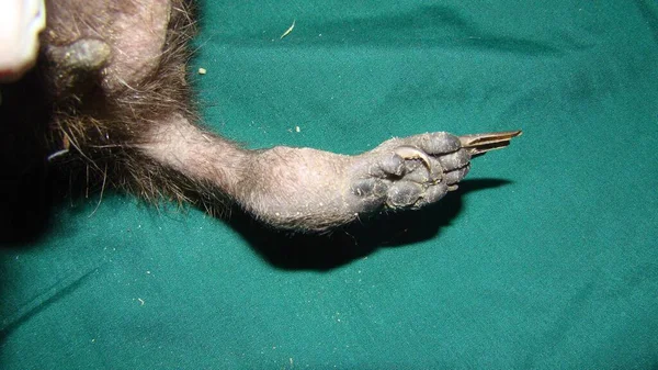 Egzotik veteriner kirpinin kırık bacağını inceliyor. Ortopedi ameliyatı gerekiyor, cerrah. Vahşi yaşam veterineri. Veterinerlik. Vahşi hayvan tedavi sonrası tekrar doğaya salındı.