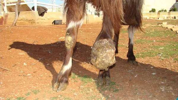 Keçinin bacağında büyük bir tümör. Bir cerrahi veteriner bir çiftlik hayvanını muayene eder. Cerrah doktor. Veterinerlik. veteriner patolojisi.