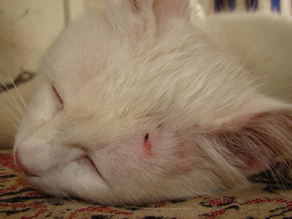 Carrapato Uma Marca Cabeça Gato Branco Parasitas Carrapatos Medicina Veterinária — Fotografia de Stock