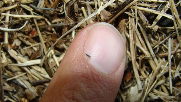 エメラルド ゴキブリ ワスプ 指の爪の上の小さな宝石のワスプの大きさを比較します 生物学者 昆虫を持つエキゾチックな獣医 野生動物獣医師 昆虫虫虫虫動物動物野生動物 — ストック写真