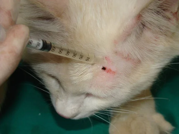 Carrapato Veterinário Removendo Uma Marca Gato Branco Primeiro Colocar Óleo — Fotografia de Stock