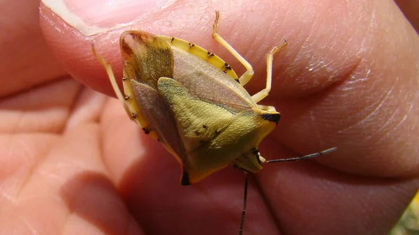 Gele Stinkende Wants Bioloog Exotische Dierenarts Die Een Insect Vasthoudt — Stockfoto