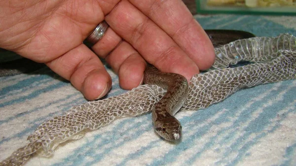 Veterinario Exótico Ayudando Una Serpiente Suave Una Serpiente Venenosa Desprendiéndose — Foto de Stock