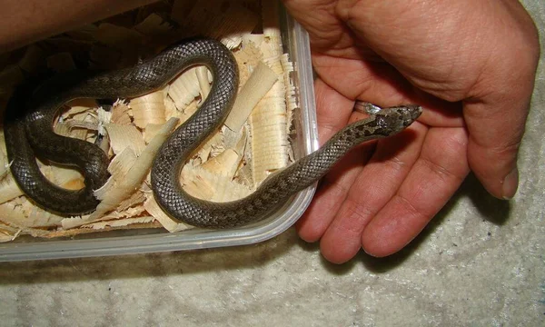 Veterinario Exótico Examina Una Serpiente Suave Coronella Austriaca Una Serpiente — Foto de Stock