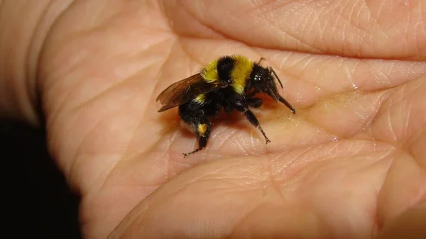 Biolog Egzotyczny Weterynarz Pomagający Trzmielowi Bumblebee Pijący Roztwór Cukru Mojej — Zdjęcie stockowe