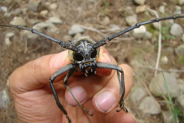 Böcek Egzotik Veteriner Uzun Boynuzlu Bir Böcek Tutuyor Veteriner Yazın — Stok fotoğraf