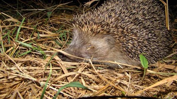 Exotic Vet Found Hedgehog Eye Infection Wildlife Veterinarian Woods Forest — Stock Photo, Image