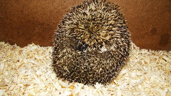 Der Igel Kräuselte Sich Einem Ball Exotischer Tierarzt Behandelt Einen — Stockfoto