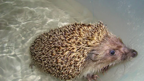 Hedgehog Κολύμπι Στην Κλινική Κτηνίατρο Φυσική Θεραπεία Μετά Την Επούλωση — Φωτογραφία Αρχείου