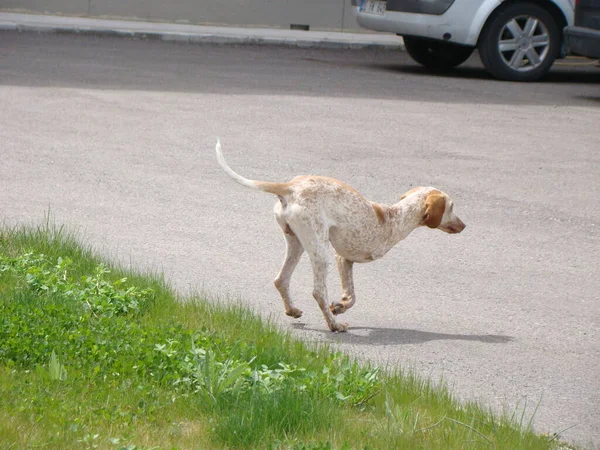 3本足の犬 三本足の犬三本足 がんで足が3本しかない動物です 獣医の病院の近くのペット 手術獣医師外科医 獣医学 ペット整形外科 — ストック写真