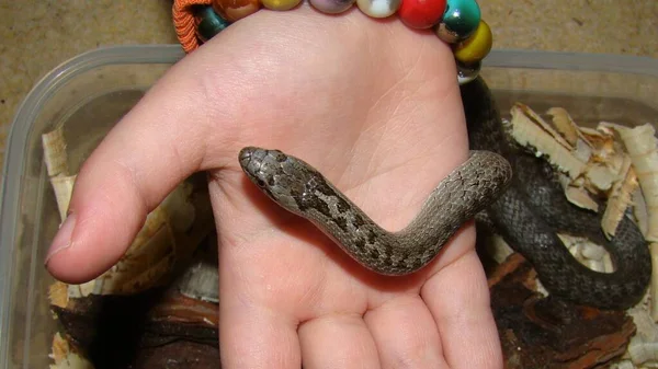 Pürüzsüz Yılan (Coronella austriaca) zehirli olmayan bir yılan tutan küçük bir kız. Çocuk egzotik veteriner ya da biyolog olmak istiyor. Veteriner tıbbı. Vahşi yaşam veterineri. Sürüngenler, sürüngenler, hayvanlar, evcil hayvanlar