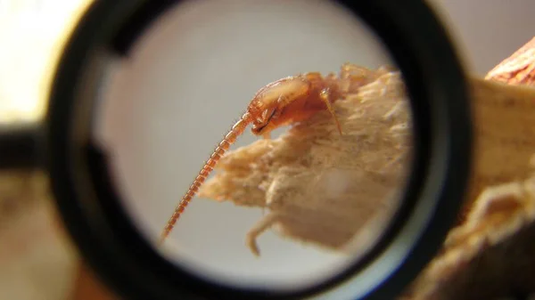 Garras Ciempiés Biólogo Veterinario Exótico Examina Insecto Veterinario Vida Silvestre —  Fotos de Stock