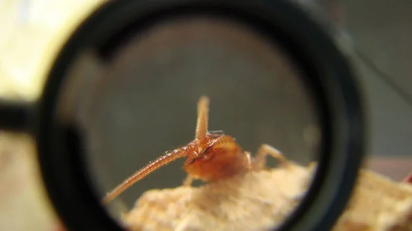 Kırkayak Pençeleri Biyolog Egzotik Veteriner Bir Böceği Inceliyor Vahşi Yaşam — Stok fotoğraf