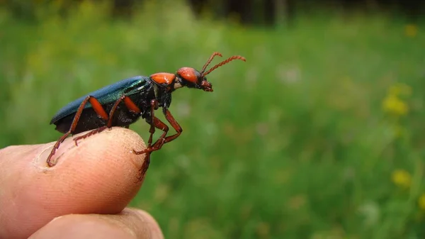 红色甲虫 一个带着昆虫的奇异兽医 漂亮的甲虫就像宠物 夏天在森林里的虫子昆虫 野生动物 野生动物 节肢动物 无脊椎动物 — 图库照片