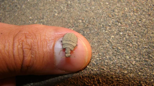 Antlion Etapa Larva Veterano Exótico Biólogo Sosteniendo Una Hormiga León — Foto de Stock