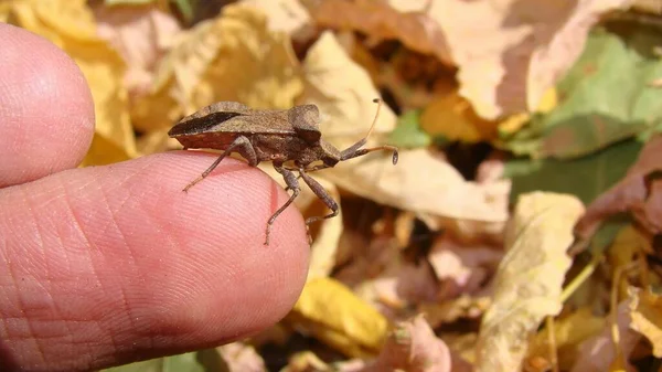 Insecto Fedorento Castanho Biólogo Veterinário Exótico Segurando Inseto Veterinário Vida — Fotografia de Stock