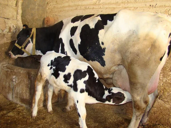 Ternera Vaca Mamá Bebé Animal Ternero Bebiendo Leche Del Pecho — Foto de Stock