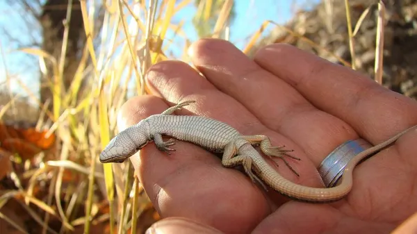 Lizard Called Skink Exotic Veterinarian Holding Drowned Lizard Water Forest — Stock Photo, Image