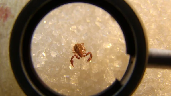 Pseudoscorpion Biolog Exotisk Veterinär Undersöker Falsk Skorpion Vilda Djur Veterinär — Stockfoto
