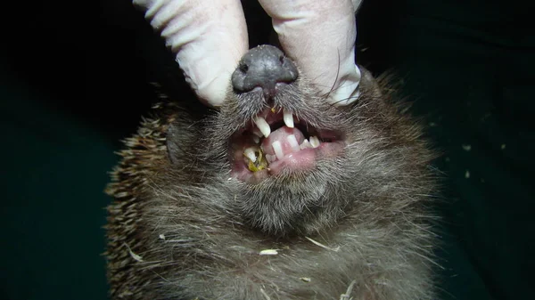 ヘッジホッグ エキゾチックな獣医師はハリネズミの口 歯を調べます 野生動物の獣医がヨーロッパの動物を飼っています 野生動物は治療後に自然界に戻されました — ストック写真