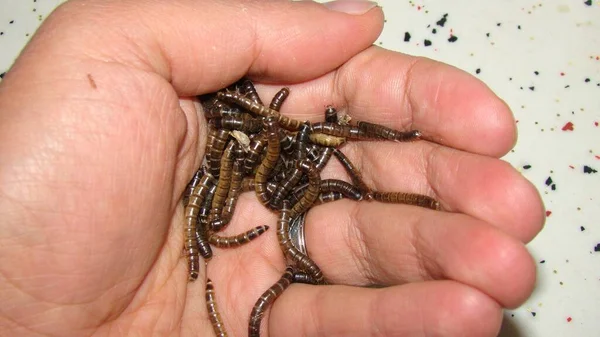 Gusano Harina Veterano Exótico Biólogo Sosteniendo Insectos Reptiles Comida Viva — Foto de Stock