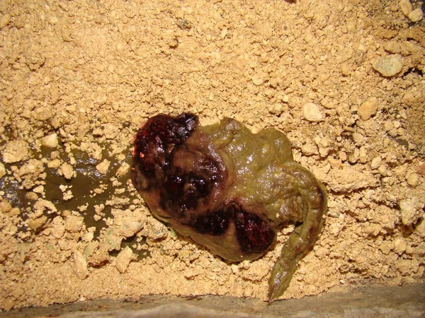 Blood in cat Poop. Stool in the vet clinic for examination, pet veterinarian. Cat shit, toilet sand cat should be cleaned every day, necessary for healthy in house. Veterinary medicine.