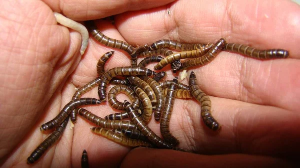 麦地那虫异国情调的兽医 保存昆虫的生物学家 爬行动物活的食物 蚯蚓的阶段 超级蠕虫在手上 超级蠕虫 食虫的生命周期 — 图库照片