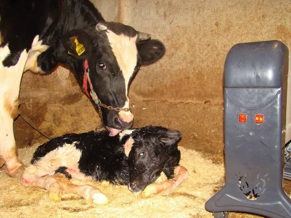 Ternera Vaca Mamá Bebé Animal Vaca Madre Lame Ternero Recién — Foto de Stock