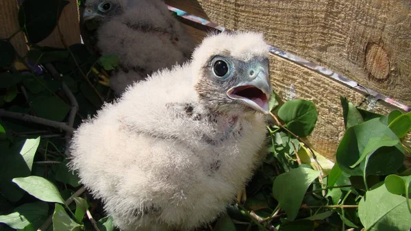 Vétérinaire Exotique Nourrissant Bébé Oiseau Soins Aux Oiseaux Orphelins Bébé — Photo