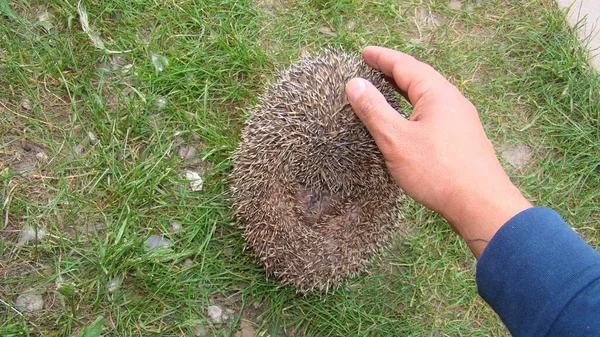 Hedgehog Curled Ball Exotic Veterinarian Examines Hedgehog Wildlife Vet Holding — Stock Photo, Image