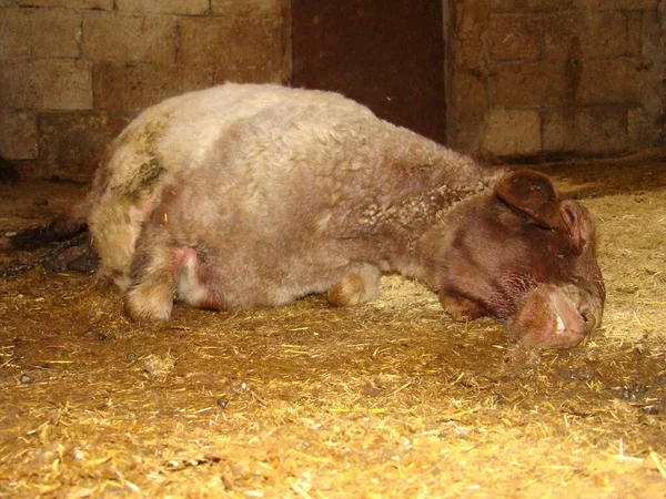 Koyunlar hastalıktan ölüyor. Hayvan, çok fazla arpa yediği, şişkinlik ve gaz çıkardığı için Rumen 'de gaz zehirlenmesinden muzdarip. Veterinerlik. çiftlik hayvanları veterineri, veteriner.