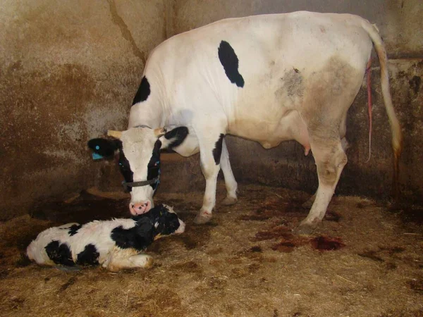 Коровий Телёнок Мама Ребенок Животных Мать Корова Облизывает Новорожденного Теленка — стоковое фото