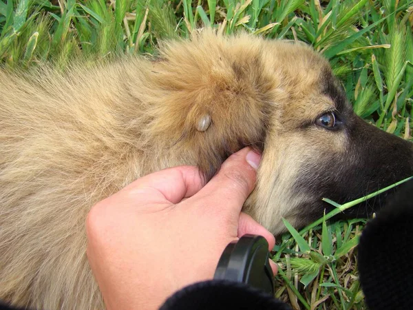 Female Tick Ticks Ear Puppy Veterinarian Examining Dog Veterinary Medicine — Stock Photo, Image