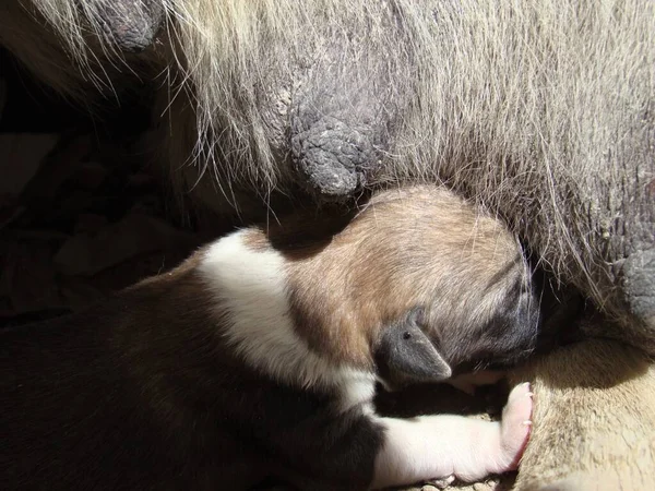 Mom Dog Breastfeeding Her Puppies Motherhood Mother Breastfeed Newborn Newborns — Stock Photo, Image