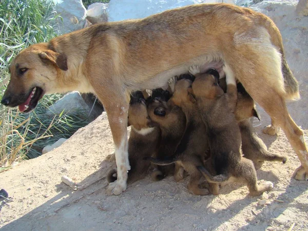 Mom Dog Breastfeeding Her Puppies Motherhood Mother Breastfeed Newborn Newborns — Stock Photo, Image
