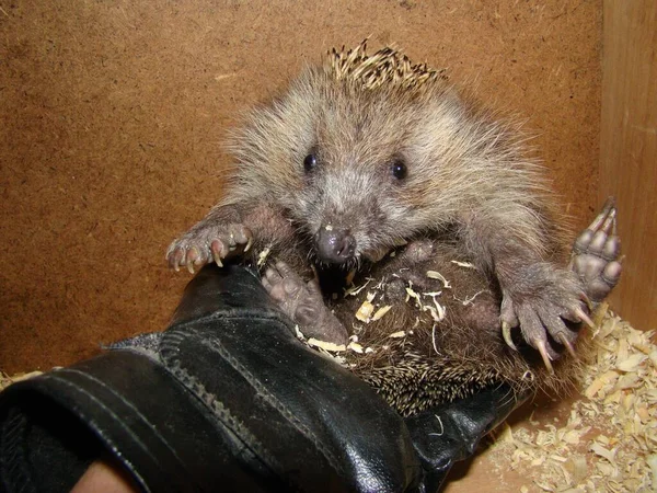 Egzotikus Állatorvos Vizsgálja Sündisznó Wildlife Veterán Gazdaság Egy Európai Sündisznó — Stock Fotó