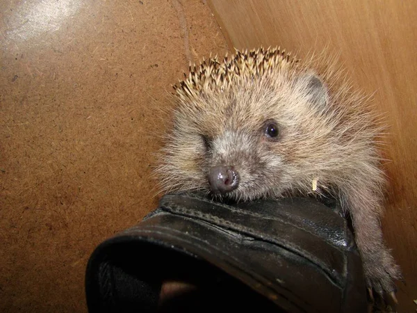 Veterinário Exótico Examina Ouriço Wildlife Vet Segurando Ouriço Europeu Hedgehog — Fotografia de Stock