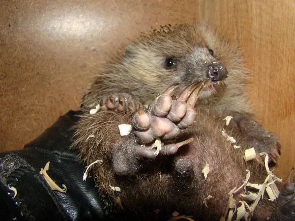 Hedgehog Curled Ball Exotic Veterinarian Examines Hedgehog Claws Wildlife Vet — Stock Photo, Image