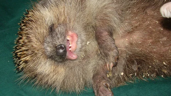 Hedgehog Coma Veterinário Exótico Examina Ouriço Veterinário Vida Selvagem Segurando — Fotografia de Stock