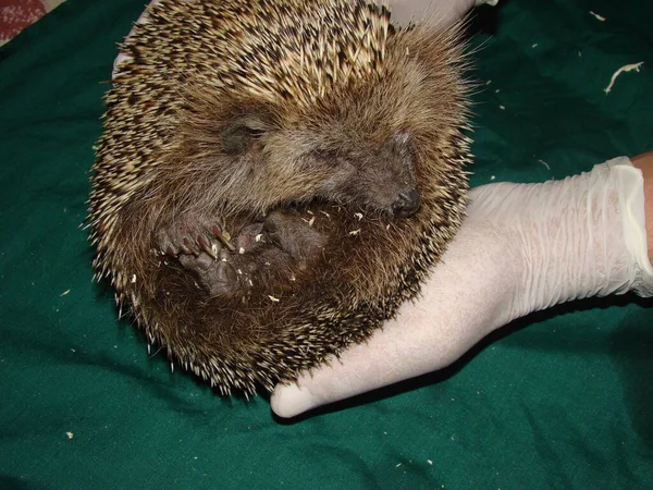 Veterinário Exótico Examina Ouriço Wildlife Vet Segurando Ouriço Europeu Hedgehog — Fotografia de Stock