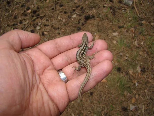 Lizard Called Skink Exotic Veterinarian Holding Reptile Woods Forest Wildlife — Stock Photo, Image