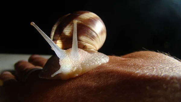 Kosmetologischer Eingriff Eine Schnecke Der Hand Einem Schönheitssalon Wundheilung Nahaufnahme — Stockfoto