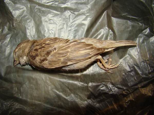 Egzotik veteriner ölüm nedenini bulmak için ölü bir serçeyi inceliyor. Bir kuş yavrusu leşi izole edilmiş. leş, civciv, hayvan. Vahşi yaşam veterineri. Doktor, veteriner hekimi. Patoloji
