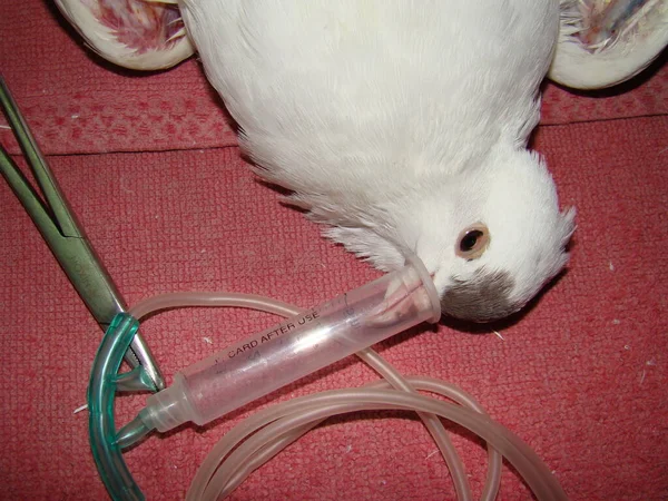 Pigeon Anesthesia Patient Bird Preparing Operation Exotic Vet Wildlife Surgery — Stock Photo, Image