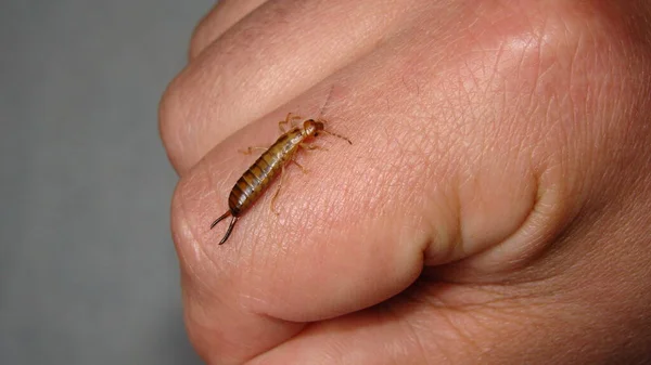 집게벌레는 동물이다 집게벌레는 새끼들을 이용하여 자신을 방어합니다 생물학자 곤충을 외계의 로열티 프리 스톡 이미지