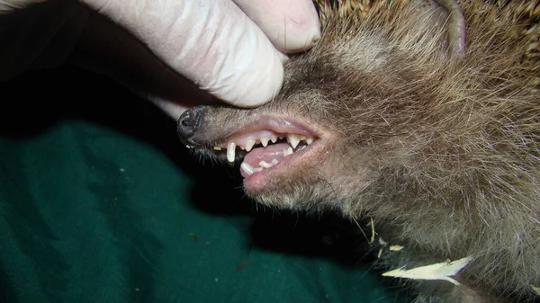 수의사는 고슴도치 이빨을 검사한다 동물을 동물의 수의사 동물들은 자연으로 돌려보내 스톡 이미지