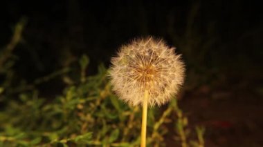 Gece karanlığında karahindiba esiyor. Narin beyaz karahindiba çiçekleri bahar rüzgarı tarafından savruluyor. Bahçedeki çiçekler. Rüzgâr dağılımı: Karahindiba gibi bitkilerin tohumları