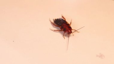 Dişi, yumuşak hamamböceği. Hamamböceğinin yaşam döngüsü. Nemf aşaması. Beyaz arka planda izole edilmiş hamamböceği. Hamamböcekleri Blattodea tarikatının böcekleridir. Yakın çekim böceği. Böcekler, böcekler, hayvanlar. Hijyen