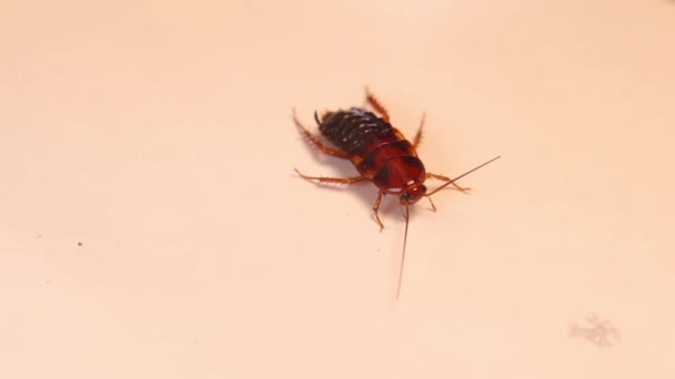 Cucaracha Suave Femenina Ciclo Vida Cucaracha Ninfa Etapa Ninfa Cerca — Vídeos de Stock