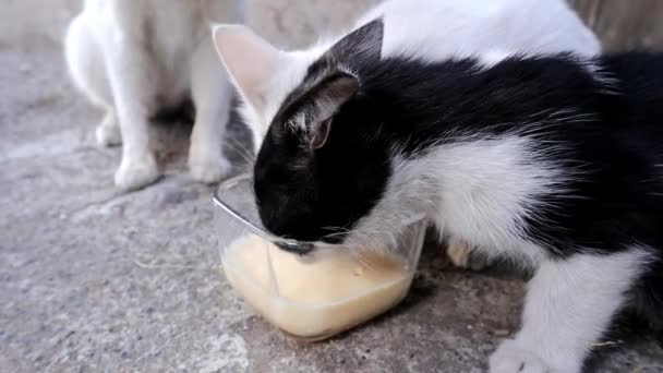 Katzen Trinken Milch Bauernhof Jungtiere Trinken Milch Unter Der Aufsicht — Stockvideo